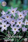 Ipheion Wisley Blue met 5 zakjes a 15 bollen