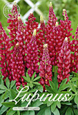 Lupinus Red met 5 zakjes verpakt a 1 bollen