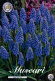 Muscari Armeniacum met 5 zakjes a 20 bollen