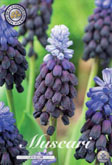 Muscari Latifolium met 5 zakjes a 15 bollen