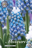 Muscari Mount Hood met 5 zakjes a 10 bollen