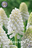 Muscari White Magic met 5 zakjes a 10 bollen