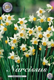 Narcis Canaliculatus met 5 zakjes a 10 bollen