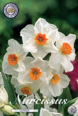 Narcis Geranium met 5 zakjes a 5 bollen
