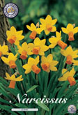 Narcis Jetfire met 5 zakjes a 7 bollen