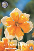 Narcis Orangery met 5 zakjes a 5 bollen