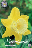 Narcis Spellbinder met 5 zakjes a 5 bollen