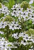 Ornithogalum Saundersiae met 5 zakjes verpakt a 2 bollen