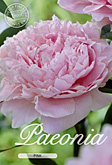 Paeonia Pink met 5 zakjes verpakt a 1 bollen