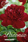 Paeonia Red met 5 zakjes verpakt a 1 bollen