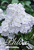 Phlox White met 5 zakjes verpakt a 1 bollen