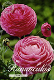 Ranunculus Pink met 5 zakjes verpakt a 10 bollen