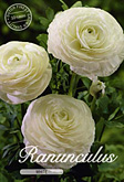 Ranunculus White met 5 zakjes verpakt a 10 bollen