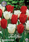 Tulp Amsterdam met 5 zakjes a 10 bollen