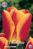Tulp ApeldoornS Elite met 5 zakjes a 10 bollen