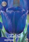 Tulp Blue Passion met 5 zakjes a 10 bollen