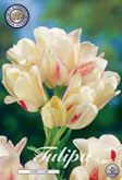 Tulp Candy Club met 5 zakjes a 7 bollen