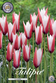 Tulp Clusiana met 5 zakjes a 10 bollen
