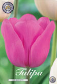Tulp Don Quichotte met 5 zakjes a 10 bollen