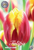 Tulp Dow Jones met 5 zakjes a 10 bollen