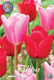 Tulp Feeling Love met 5 zakjes a 10 bollen