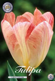 Tulp Flaming Purissima met 5 zakjes a 10 bollen