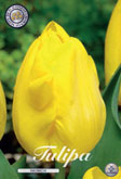 Tulp Kikomachi met 5 zakjes a 10 bollen