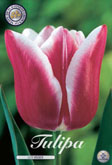 Tulp Leo Visser met 5 zakjes a 10 bollen