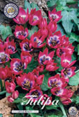 Tulp Little Beauty met 5 zakjes a 10 bollen