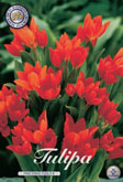 Tulp Praestans Fusilier met 5 zakjes a 10 bollen