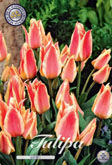 Tulp Quebec met 5 zakjes a 10 bollen