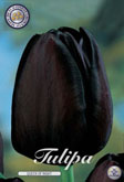 Tulp Queen of Night met 5 zakjes a 10 bollen