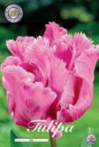 Tulp Rai met 5 zakjes a 7 bollen