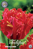 Tulp Red Parrot met 5 zakjes a 7 bollen