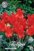 Tulp Red Riding Hood met 5 zakjes a 10 bollen