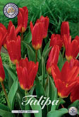 Tulp Scarlet Baby met 5 zakjes a 10 bollen
