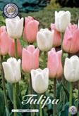 Tulp Sweet Candy met 5 zakjes a 10 bollen