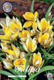 Tulp Tarda met 5 zakjes a 10 bollen