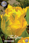 Tulp Texas Gold met 5 zakjes a 7 bollen