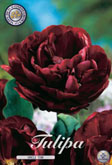 Tulp Uncle Tom met 5 zakjes a 7 bollen