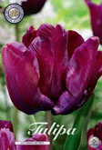 Tulp Victorias Secret met 5 zakjes a 7 bollen