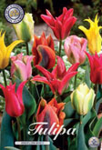 Tulp Viridiflora Mixed met 5 zakjes a 10 bollen