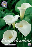 Zantedeschia Aethiopica met 5 zakjes a 1 bollen